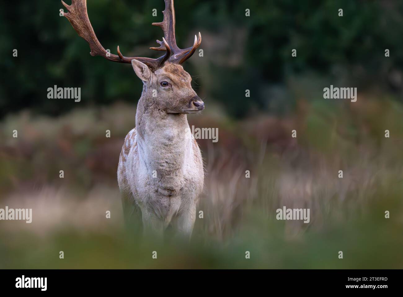 Fallow deer stag during rutting season in Richmond Park Stock Photo