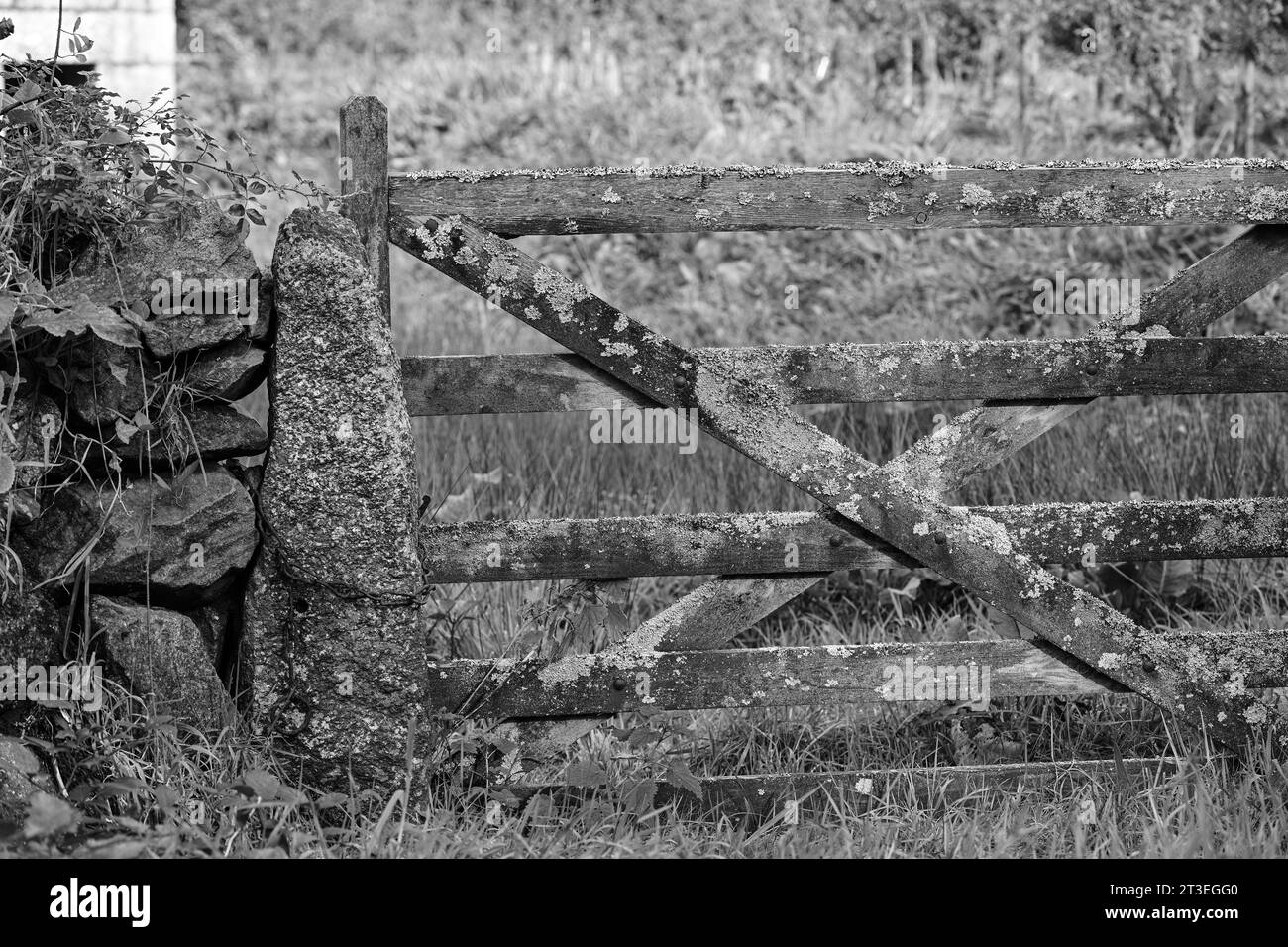 GATES BEAUTIFUL WOODEN GATE COVERED IN LICHEN Stock Photo Alamy