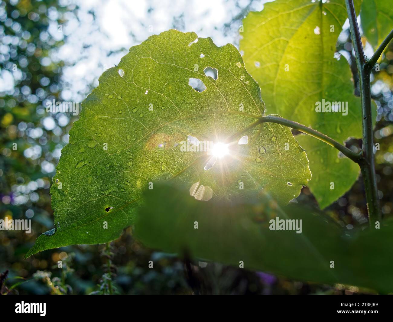 Bright sunlight through tree leaf, summer Stock Photo