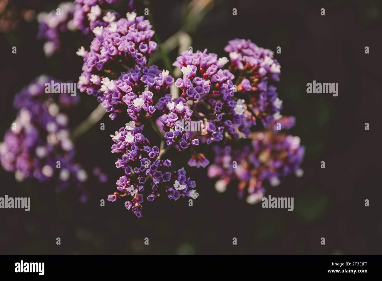 Purple joy hi-res stock photography and images - Alamy