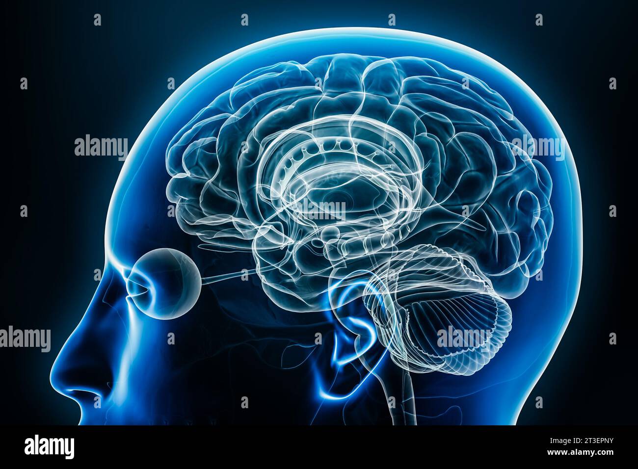 Neuroscience brain illustration hi-res stock photography and images - Alamy