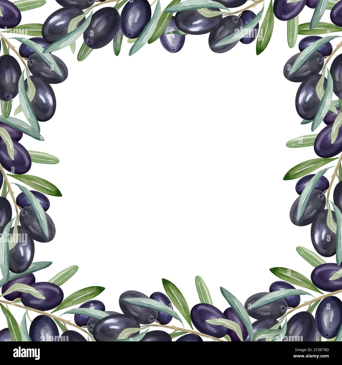 watercolor square frame with branch of black olives with leaves and ...