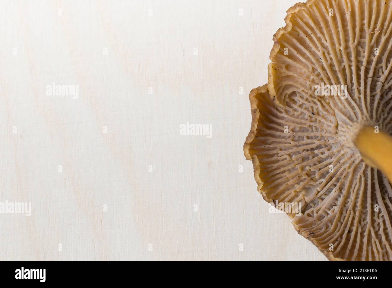 Craterellus cornucopioides, or horn of plenty, trumpet chanterelle mushroom, edible on wooden background. Stock Photo