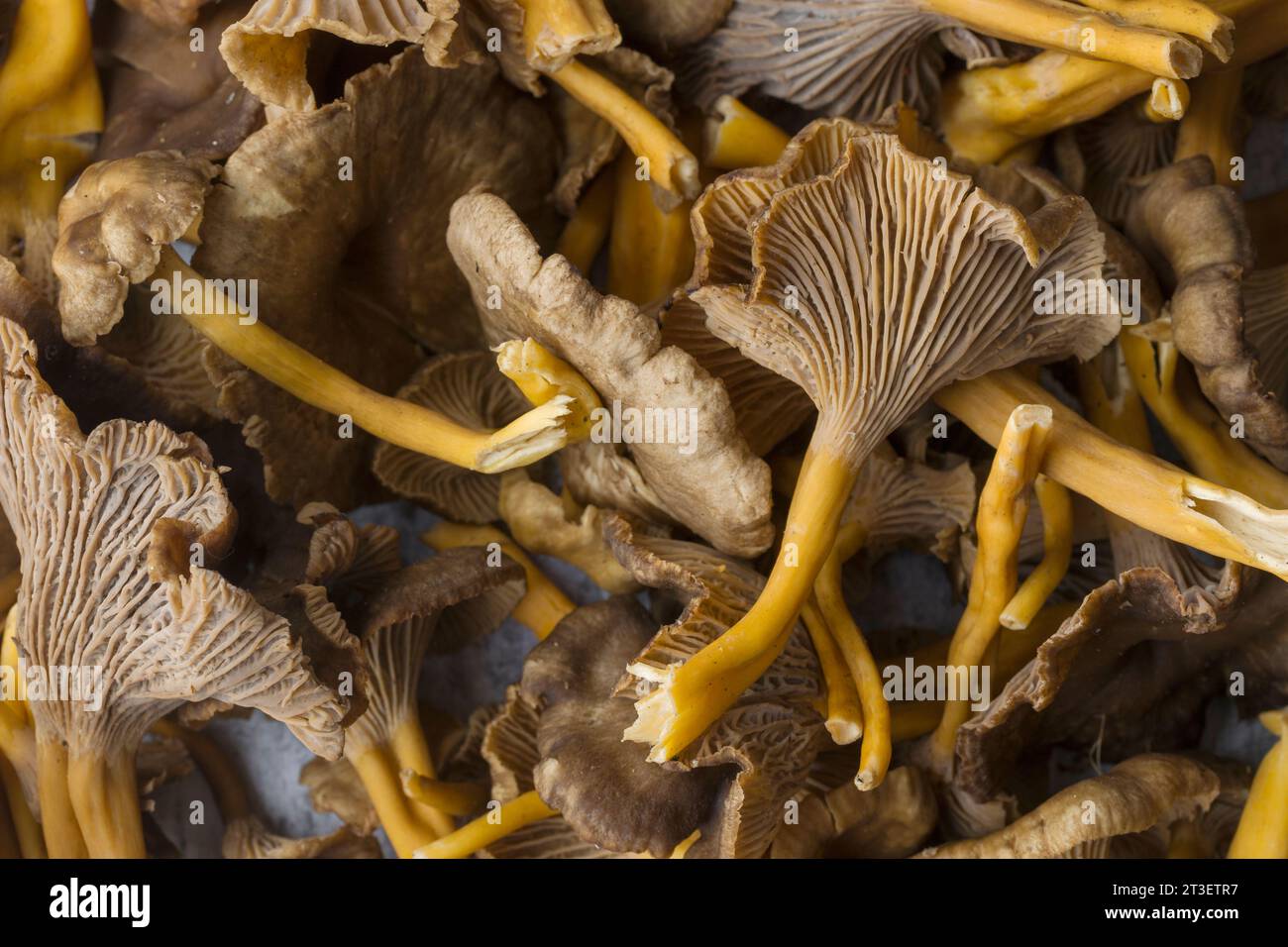 Craterellus cornucopioides, or horn of plenty, trumpet chanterelle, edible mushroom, pattern. Stock Photo