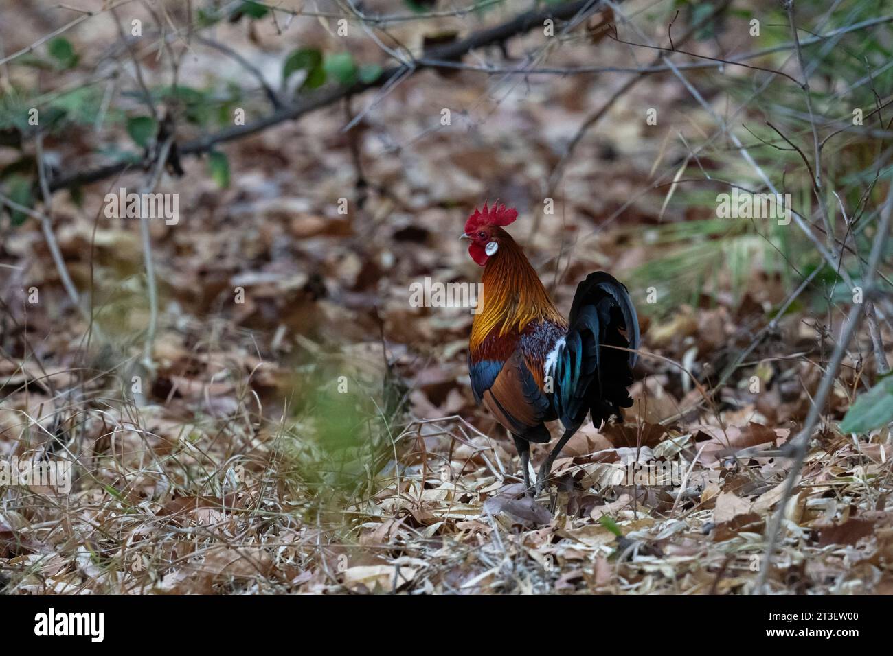 Red Junglefowl (Gallus gallus), Bandhavgarh National Park, India. Stock Photo