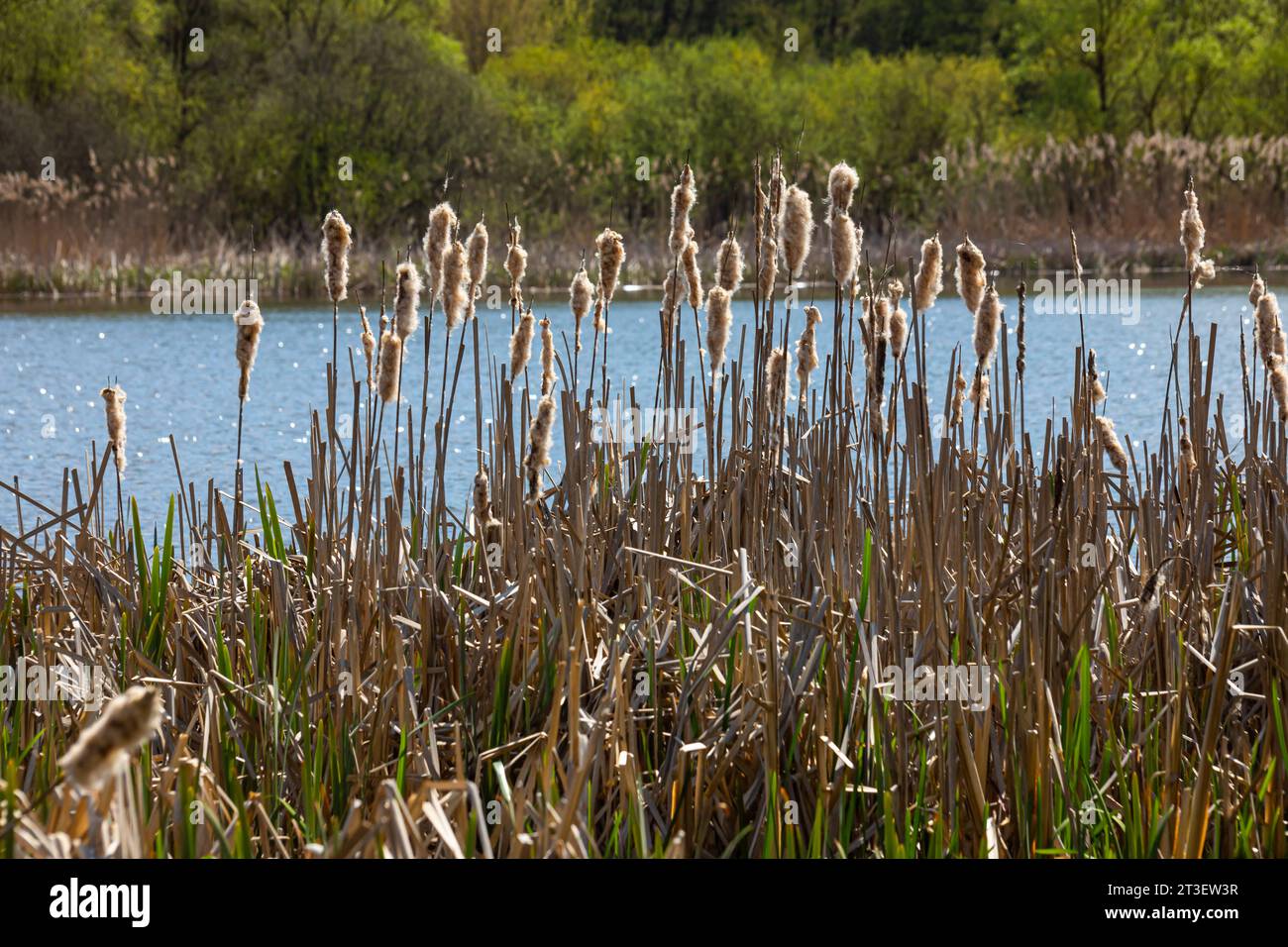 Cattails bulrush Typha latifolia beside river. Closeup of blooming ...