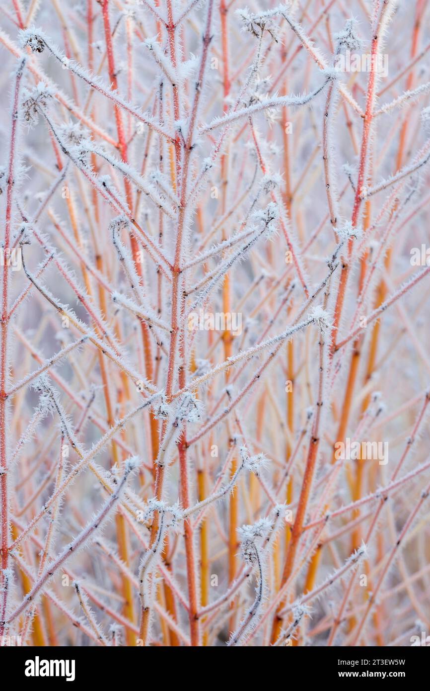 Cornus sanguinea midwinter fire hi-res stock photography and images - Alamy