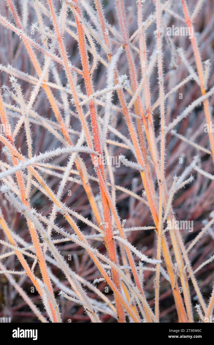 Cornus sanguinea Midwinter Fire, dogwood Midwinter Fire, frost covered orange-red coloured stems in winter Stock Photo