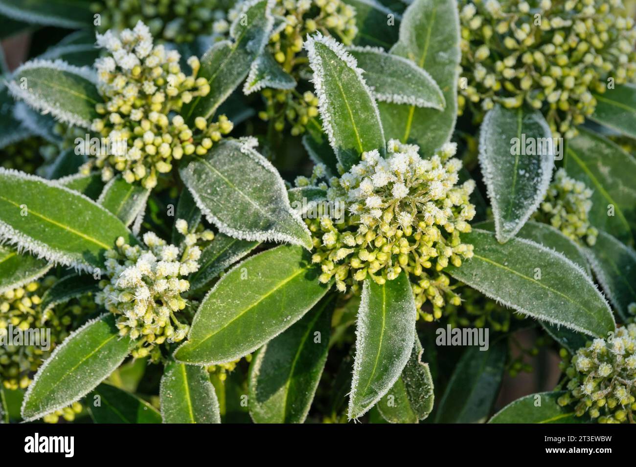 Skimmia × confusa Kew Green, skimmia Kew Green, Skimmia japonica Kew Green, large clusters of frost covered small, greenish-yellow flowers in spring Stock Photo