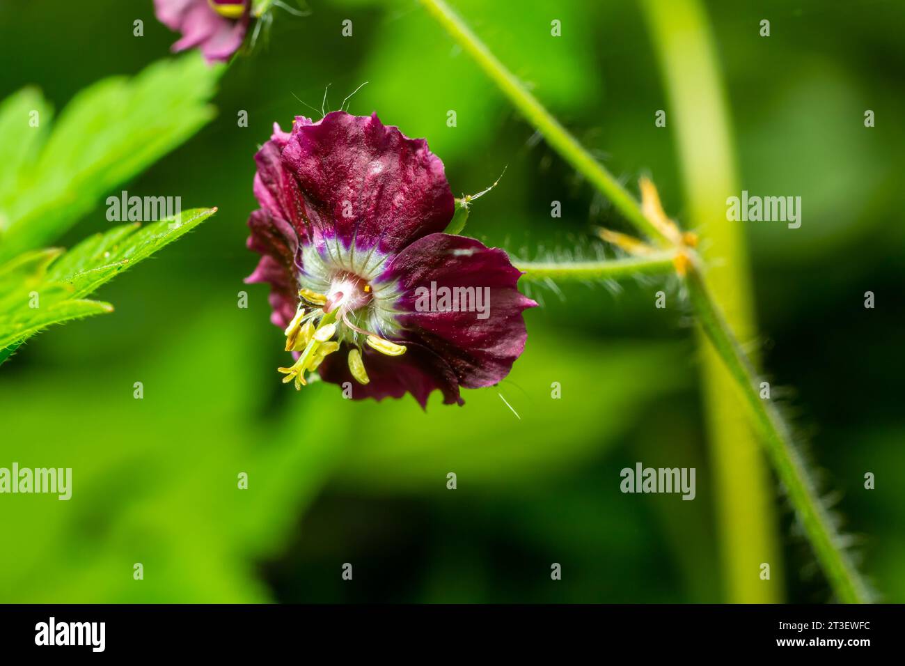 Dark purple dusky flowers in the garden, selective focus with green bokeh background - Geranium faeum. Stock Photo