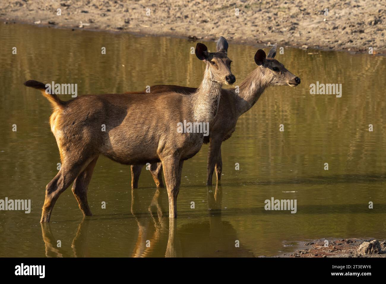 Bandhavgarh National Park, India. Stock Photo