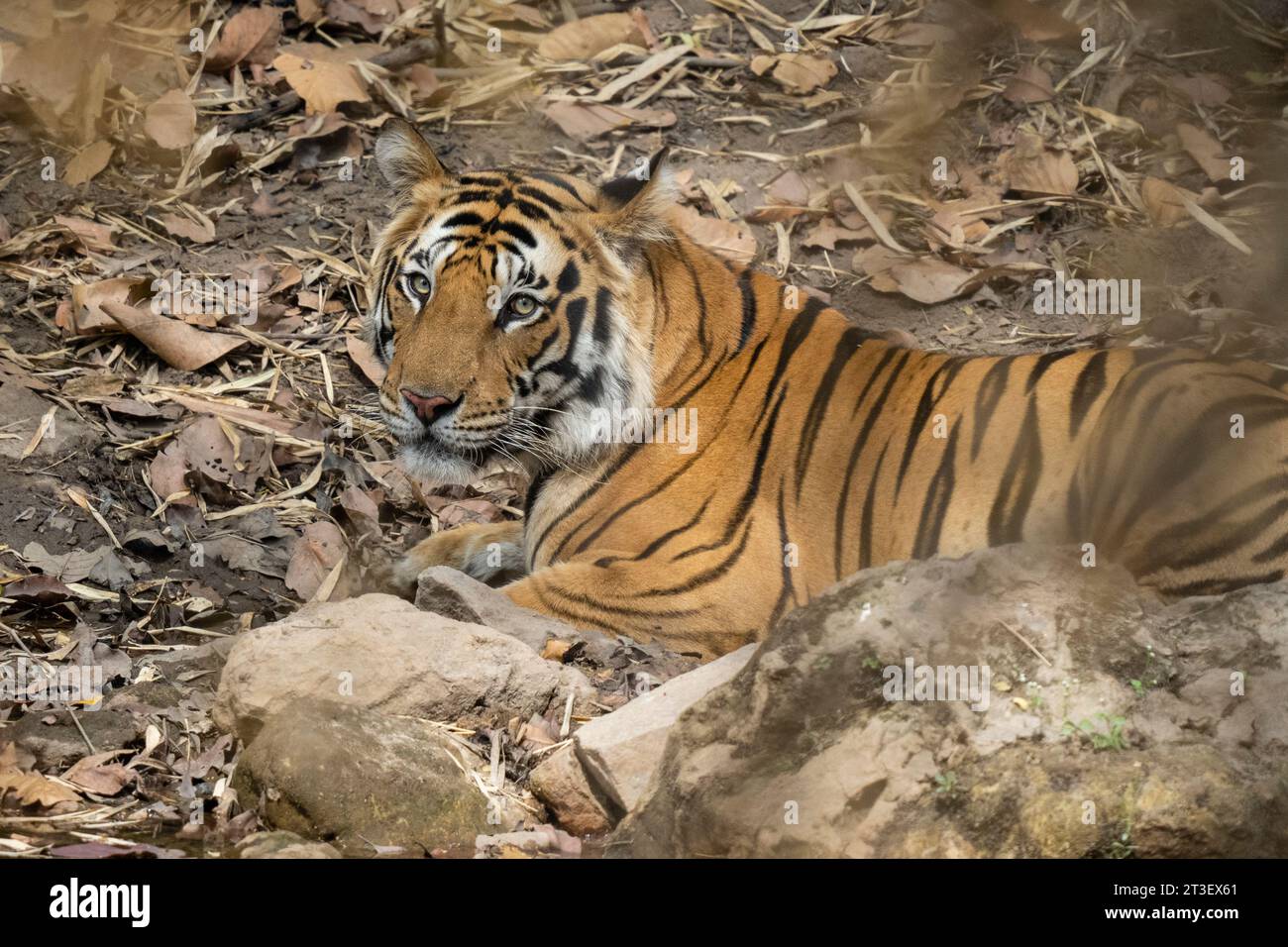 Bengal tiger (Panthera Tigris), Bandhavgarh National Park, India. Stock Photo