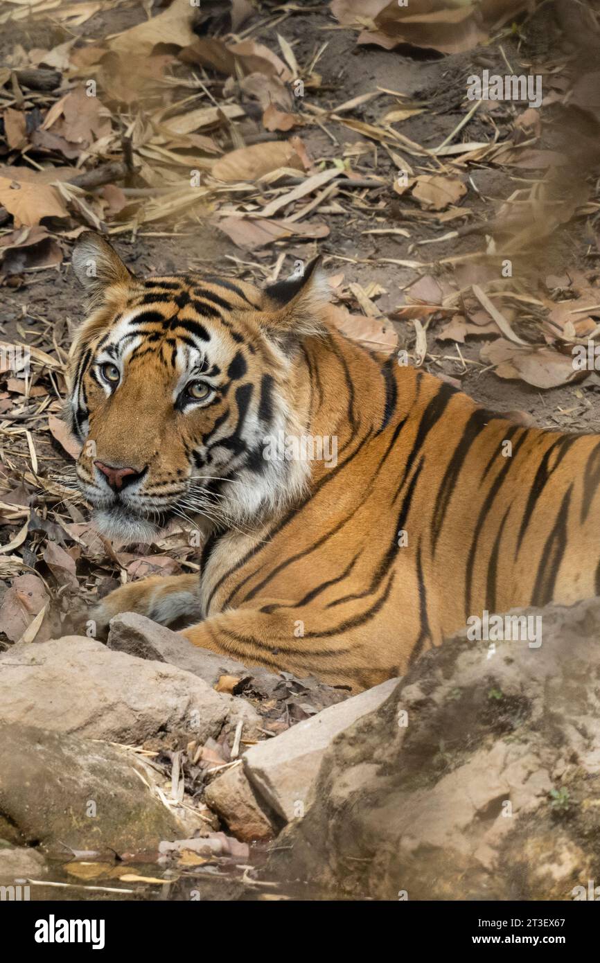 Bengal tiger (Panthera Tigris), Bandhavgarh National Park, India. Stock Photo