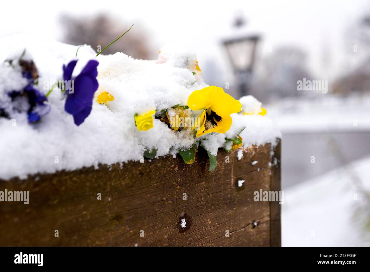 Flowers under the first snow in the winter day Stock Photo