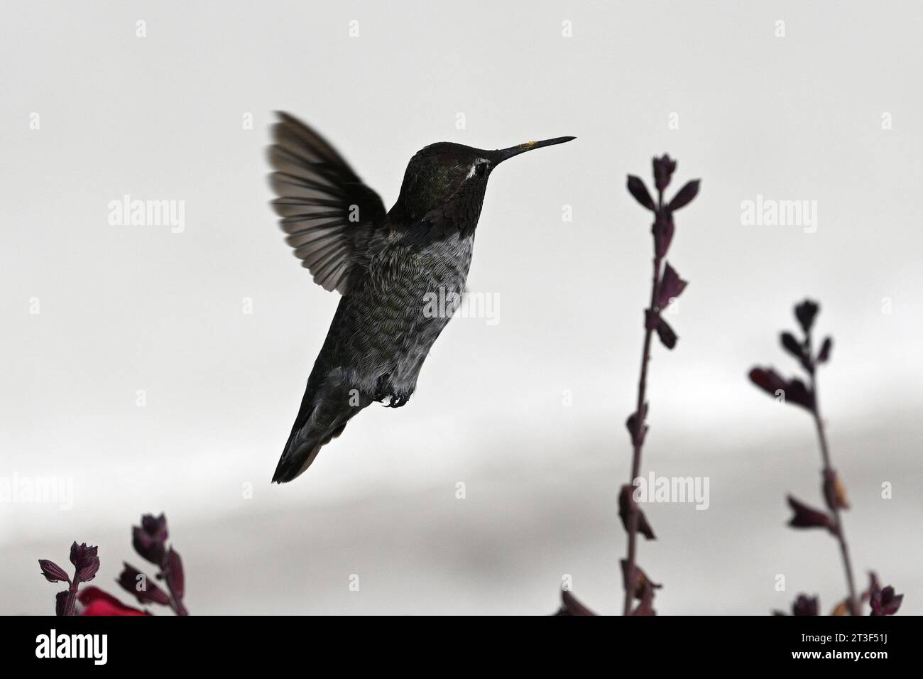Hummingbird in flight. Colibri in flight near a flowers. Hummingbirds
