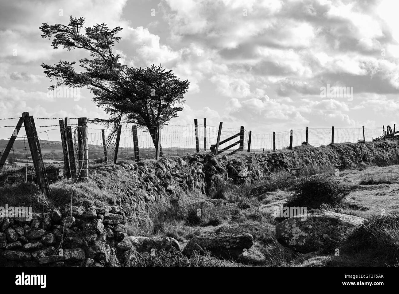 BODMIN MOOR WINDSWEPT TREE IN TRADITIONAL GRANITE WALL GRANITE BOULDERS