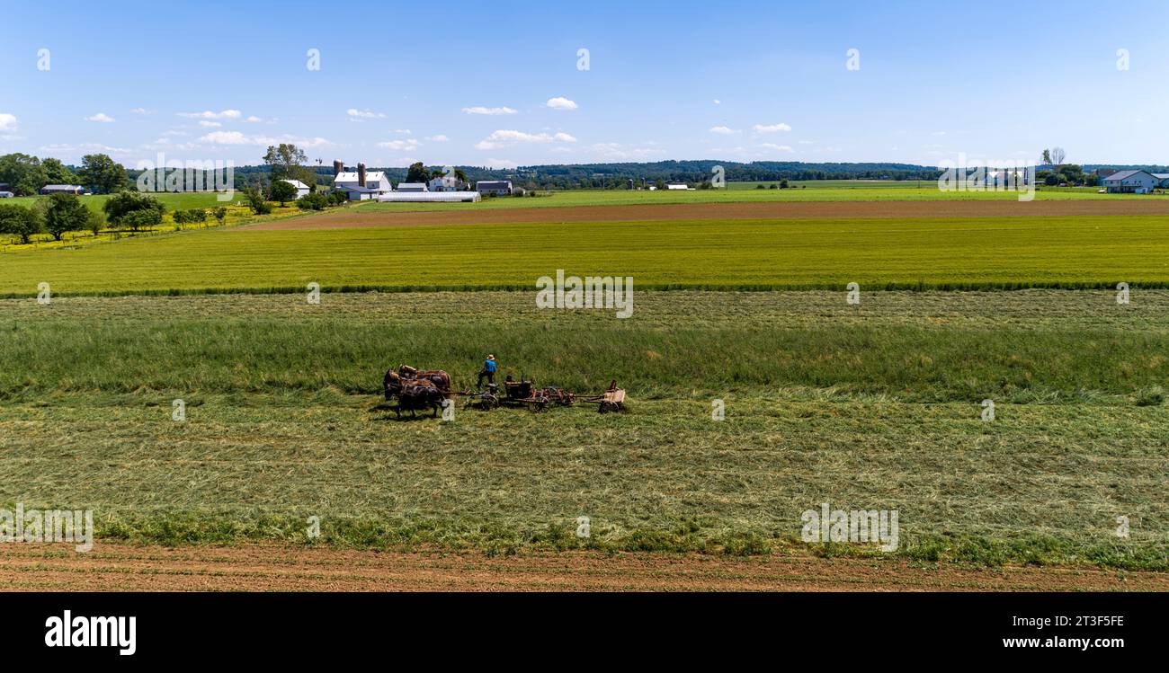 Aerial drone view four horses hi-res stock photography and images - Alamy