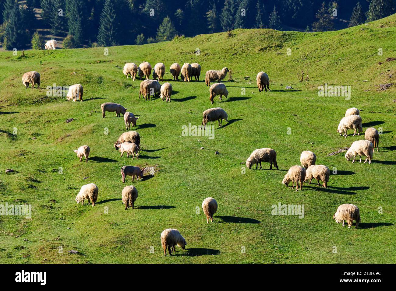 flock of sheep grazing on the steep grassy hill. beautiful nature scenery on a sunny day in autumn. bihor county, romania Stock Photo