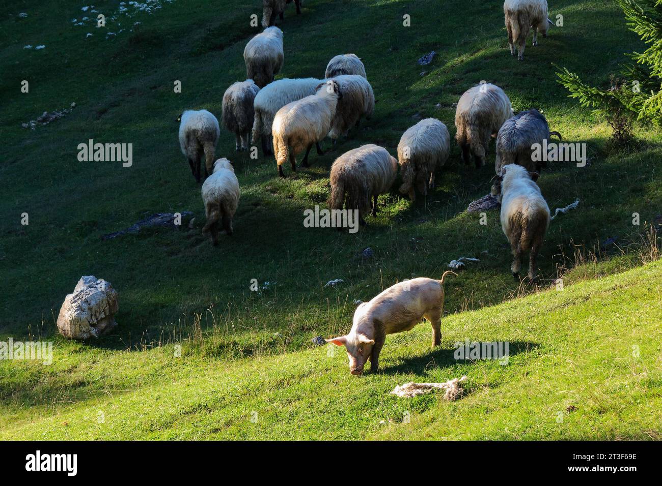 flock of sheep grazing on the steep grassy hill. beautiful nature scenery on a sunny day in autumn. bihor county, romania Stock Photo