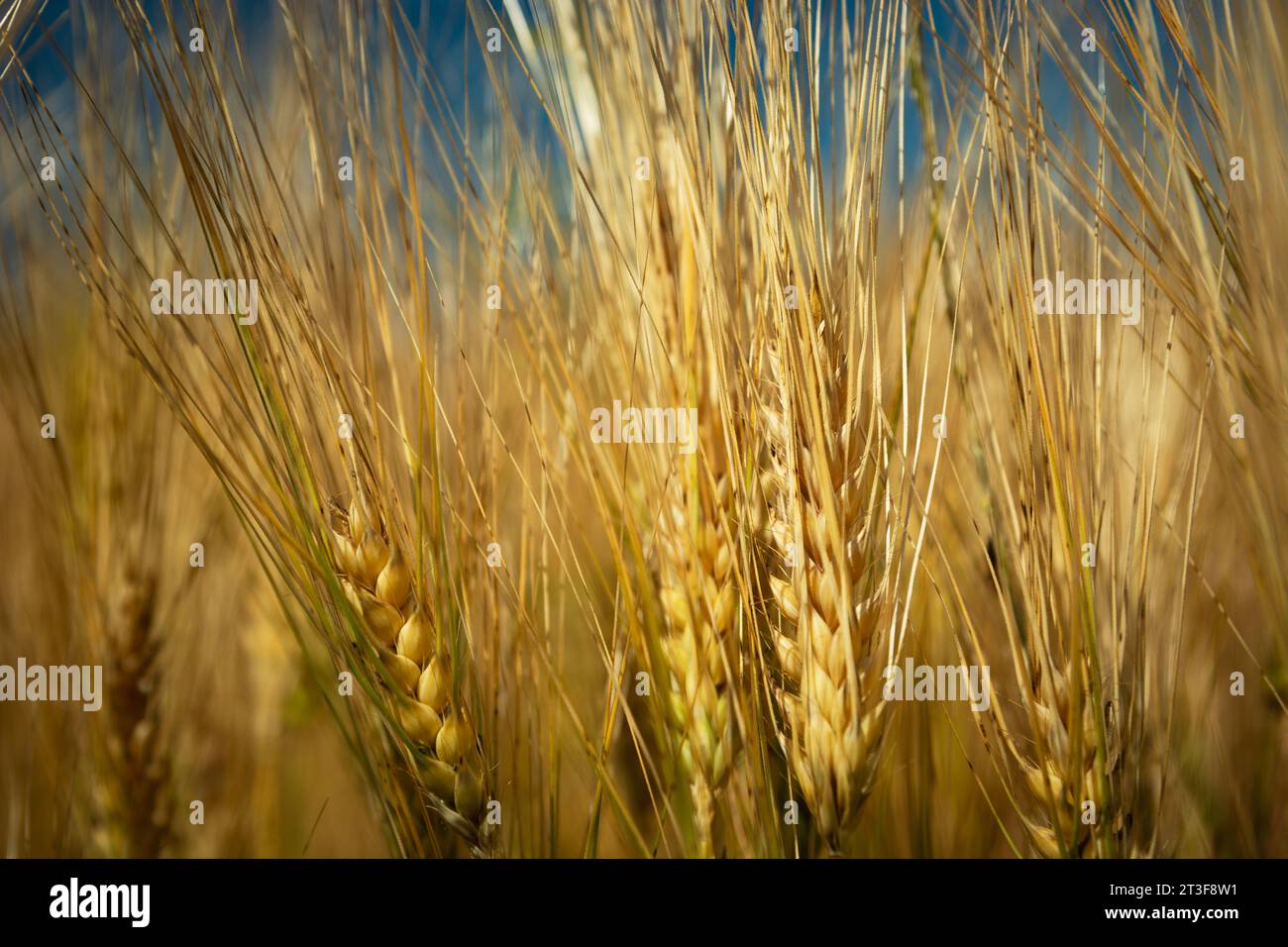 Grain field barley long hi-res stock photography and images - Alamy