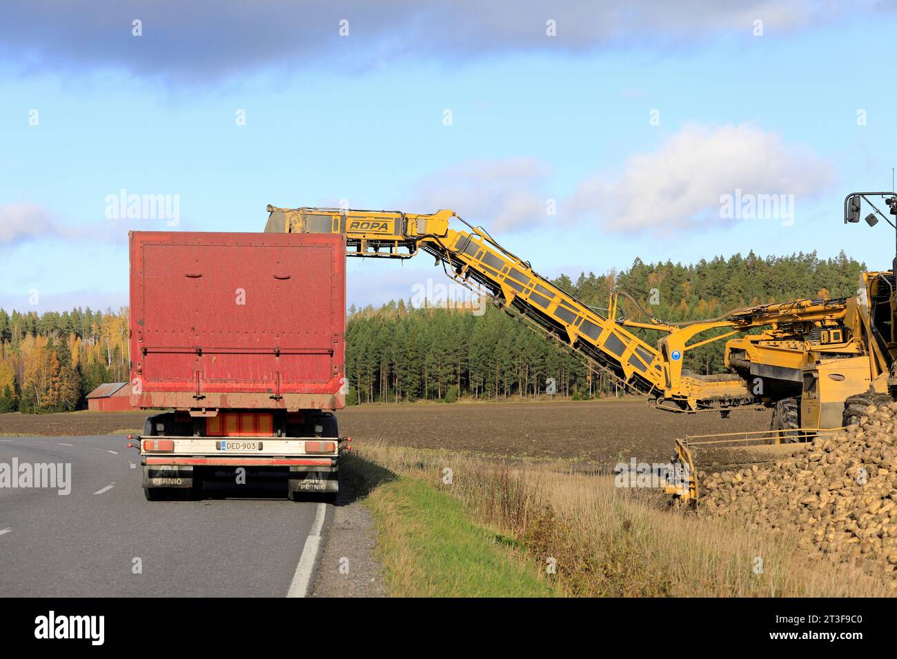 ROPA euro-Maus cleaner loader loading newly harvested sugar beet on truck trailer for transport. Rear view. Salo, Finland. October 15, 2023. Stock Photo