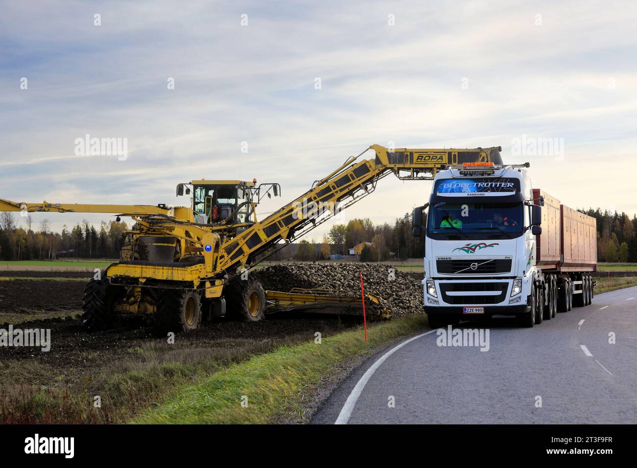 ROPA euro-Maus cleaner loader loading newly harvested sugar beet on Volvo FH truck trailer for transport to factory. Salo, Finland. October 15, 2023. Stock Photo