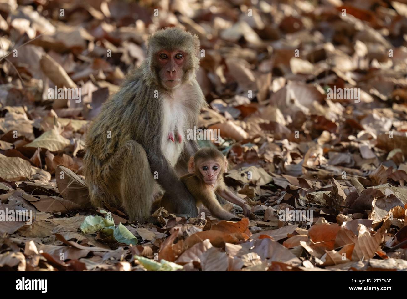 Rhesus macaque, Macaca mulatta, Bandhavgarh National Park, India. Stock Photo