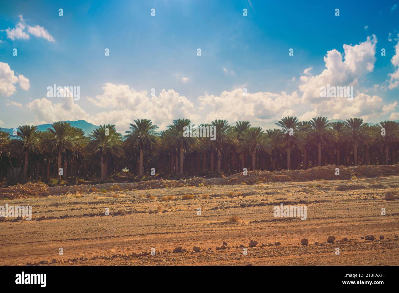 A palm grove grows in the desert. Palm plantations against the backdrop