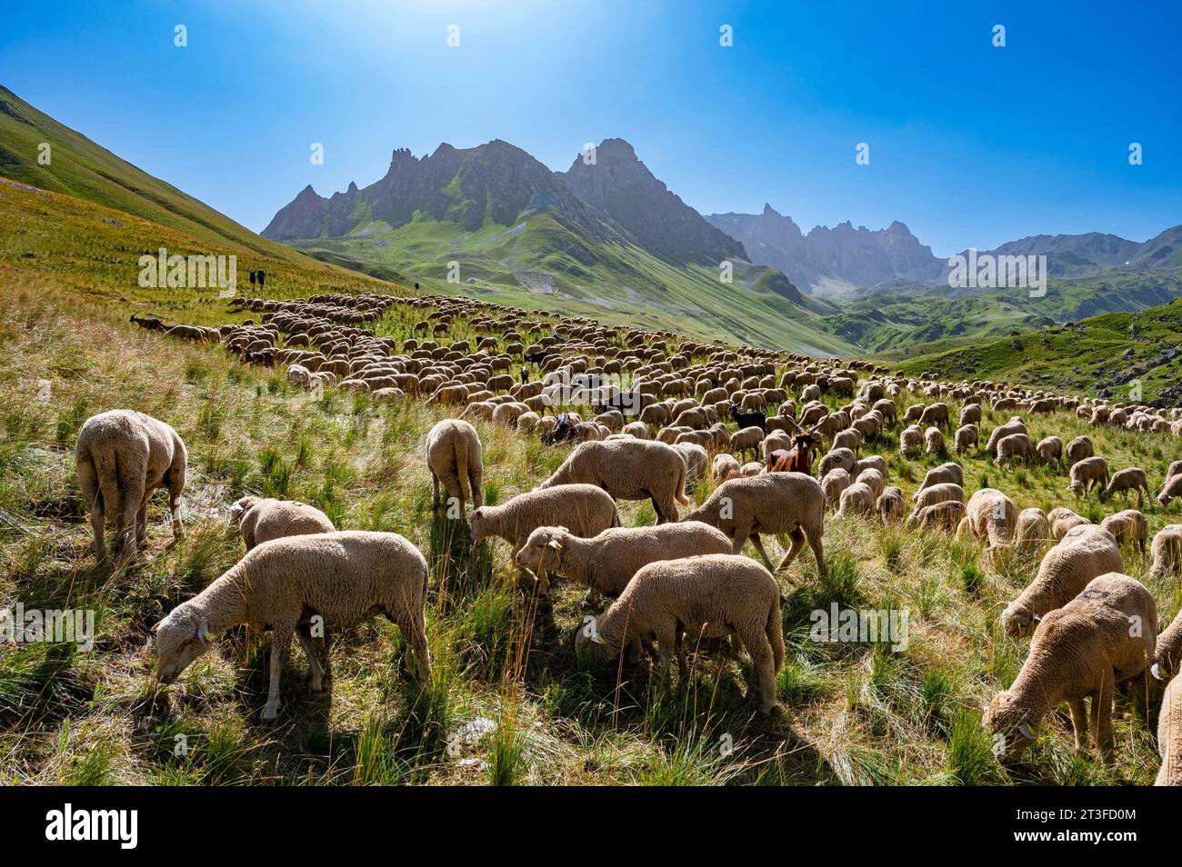 France, Savoie, massif des Cerces, Valloires, randonnée vers le lac des Cerces, troupeau de moutons à Plan Lachat et la Tour de notre Dame et la pointe de la Ceinture Stock Photo