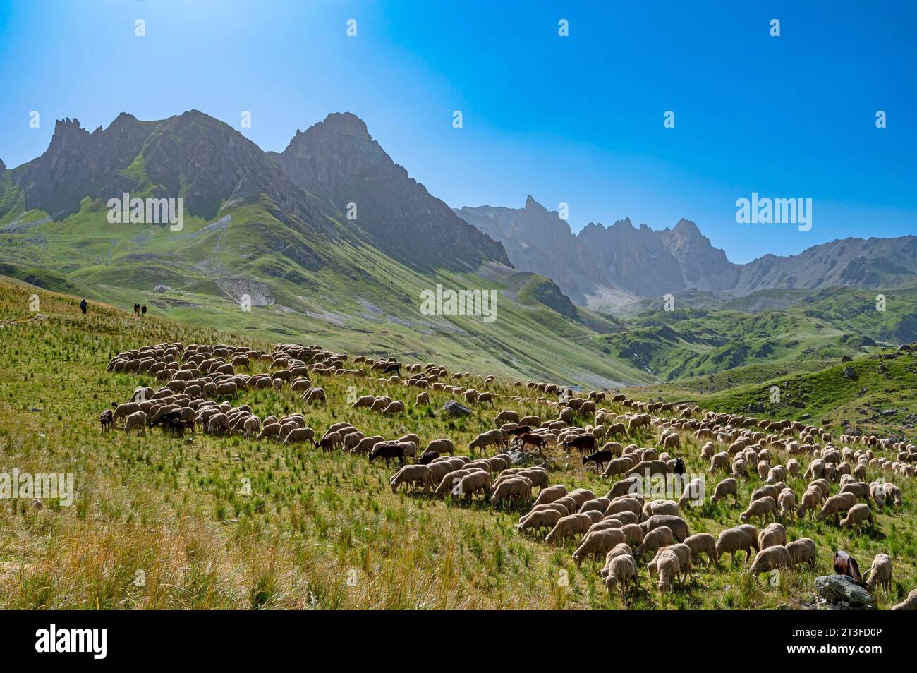 France, Savoie, massif des Cerces, Valloires, randonnée vers le lac des Cerces, troupeau de moutons à Plan Lachat et la Tour de notre Dame et la pointe de la Ceinture Stock Photo