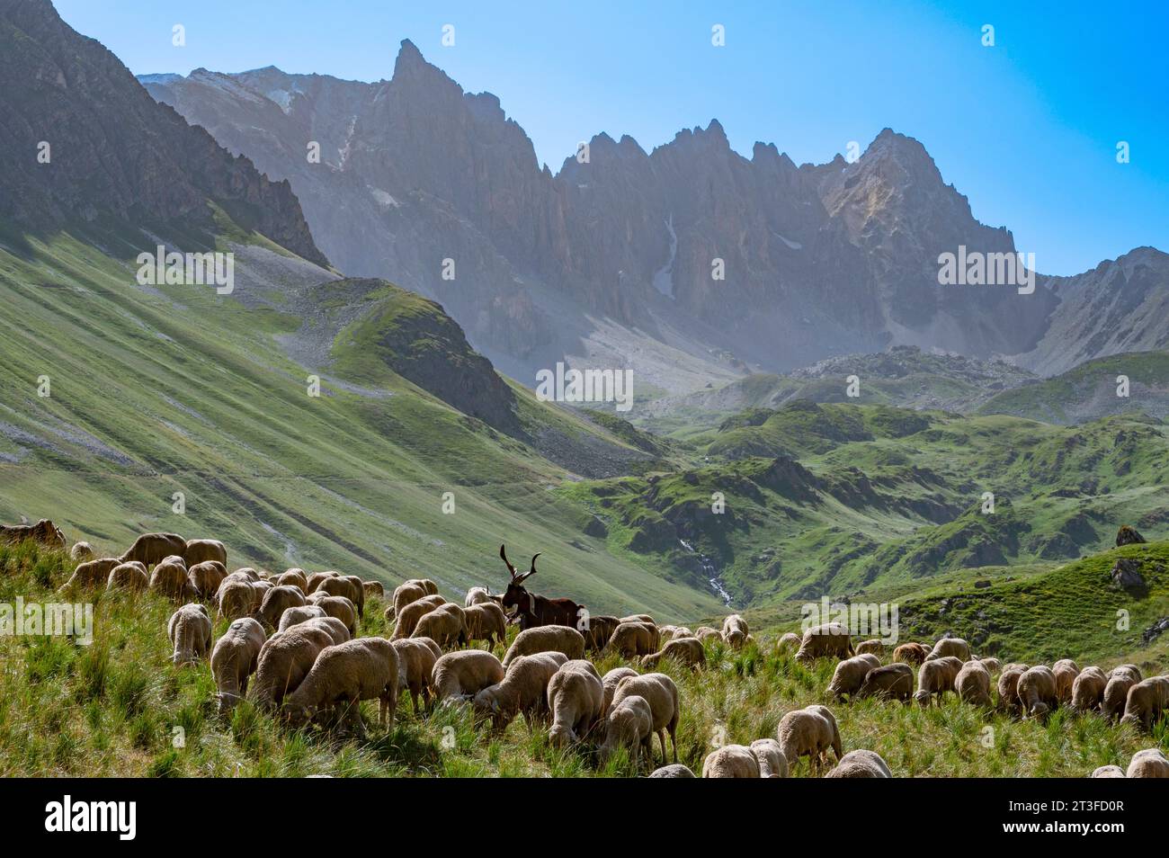 France, Savoie, Cerces massif, Valloires, hike to Cerces lake, flock of sheep at Plan Lachat and Pointe des Cerces Stock Photo