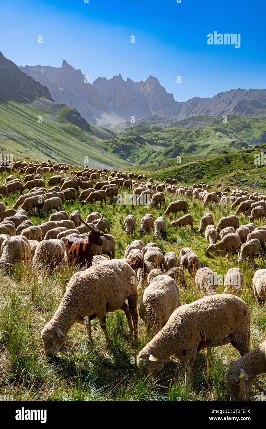 France, Savoie, Cerces massif, Valloires, hike to Cerces lake, flock of sheep at Plan Lachat and Pointe des Cerces Stock Photo