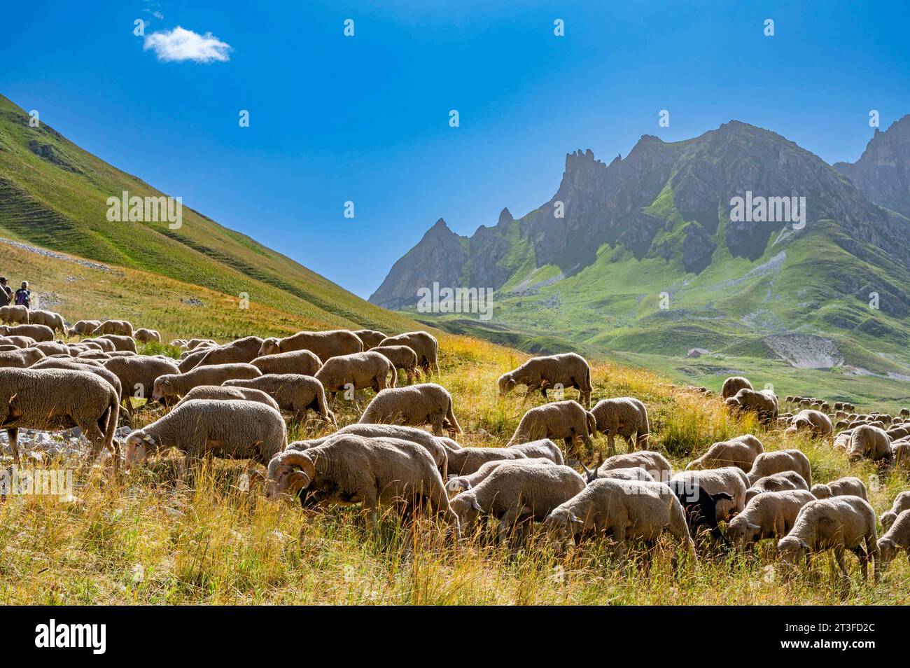 France, Savoie Cerces massif, Valloires, hike to Cerces lake, herd of sheep at Plan Lachat and the Tour de Notre Dame and the Pointe de la Ceinture Stock Photo