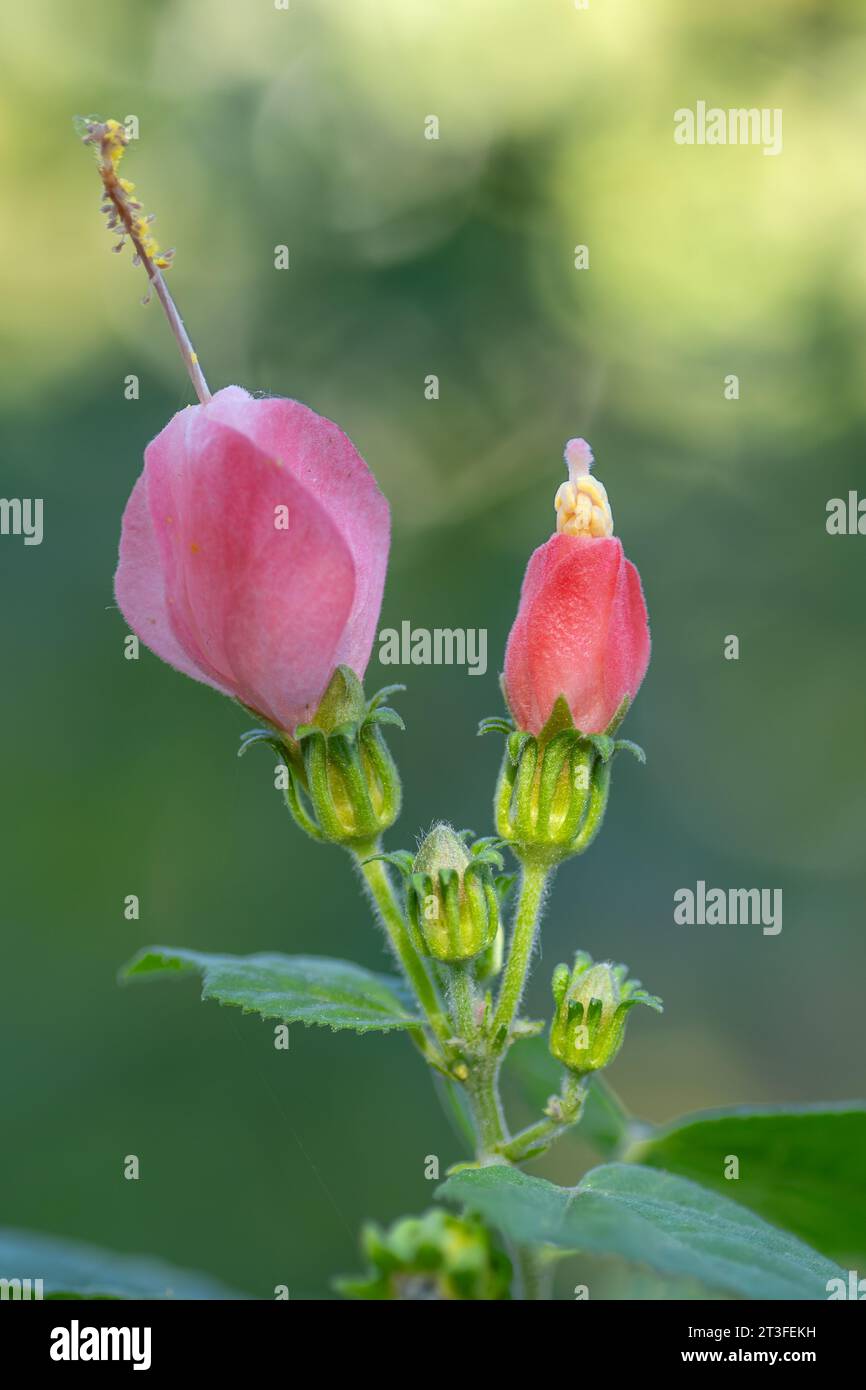 Malvaviscus arboreus variety drummondii has beautiful pink flowers and blooms from summer into autumn. Stock Photo