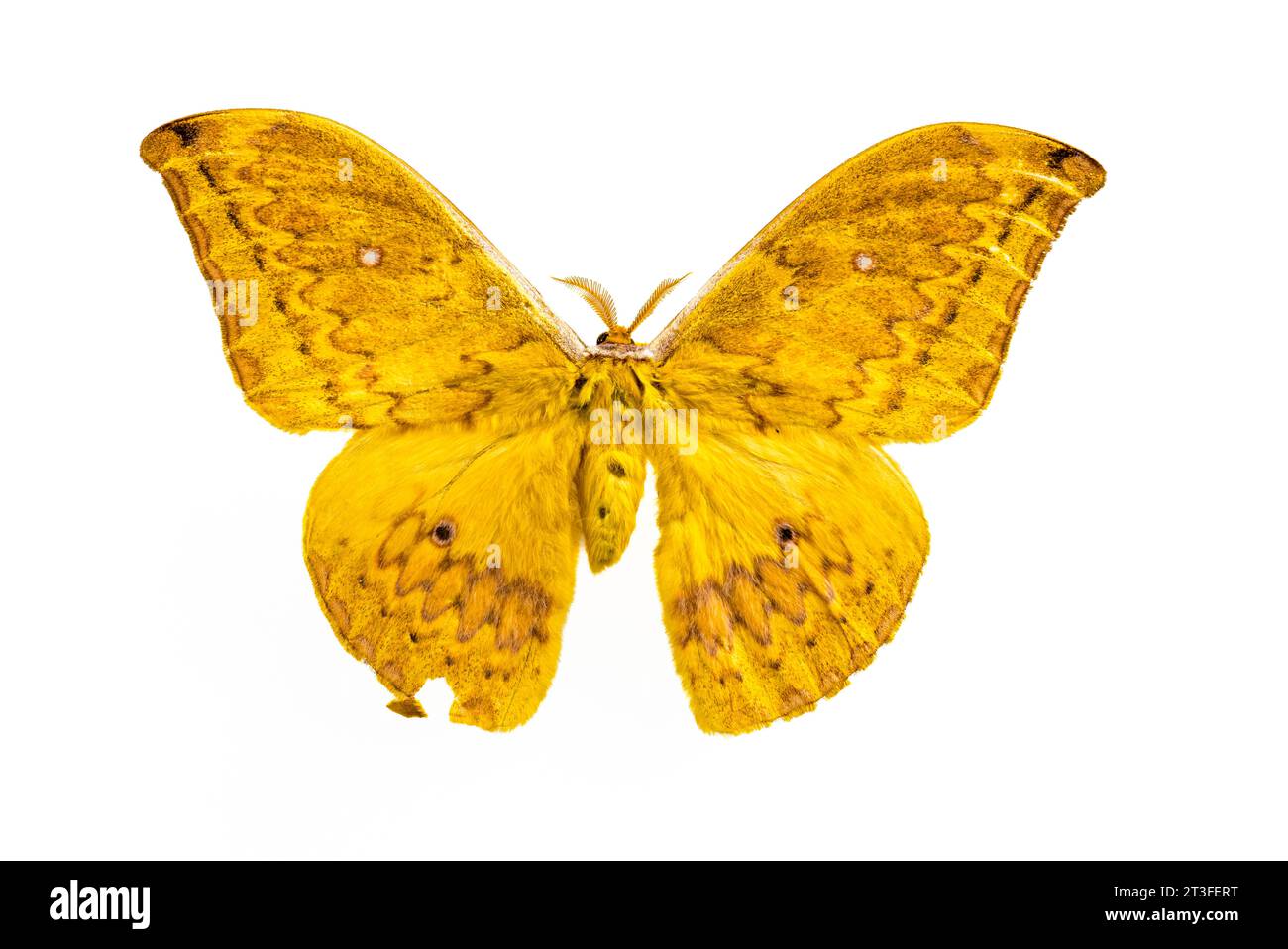 Mungda Insect Papua New Guinea, Madang Province, Madang City, Insect Research Center ...