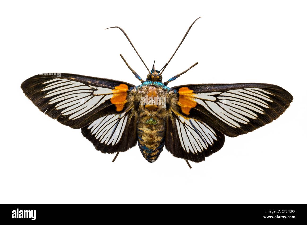 Mungda Insect Papua New Guinea, Madang Province, Madang City, Insect Research Center ...