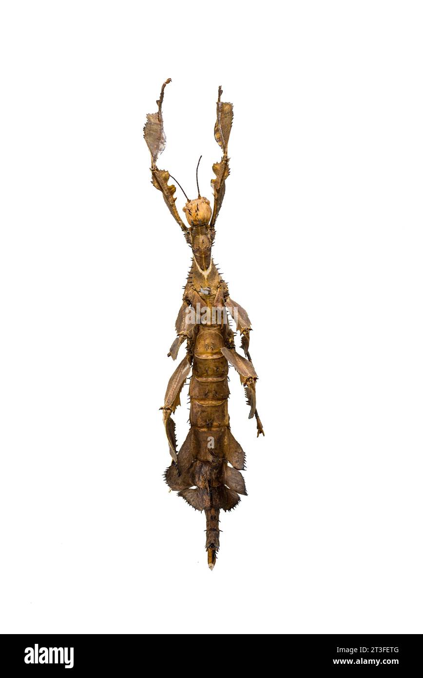 Papua New Guinea, Madang Province, Madang City, Insect Research Center ...