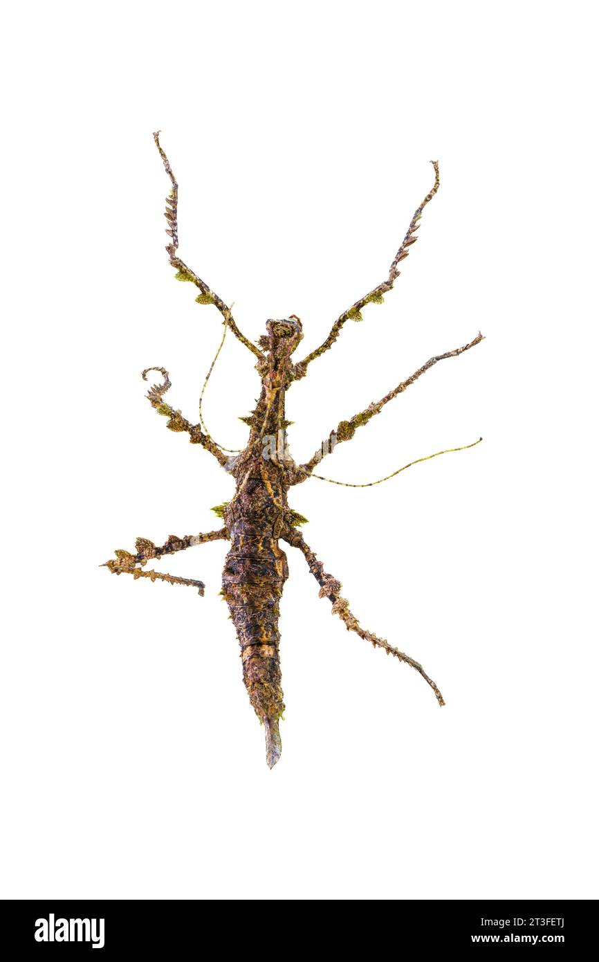 Papua New Guinea, Madang Province, Madang City, Insect Research Center (Binatang Research Institute), thorny stick insect (Aretaon asperrimus) Stock Photo