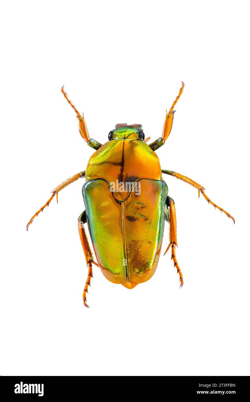 Papua New Guinea, Madang Province, Madang City, Insect Research Center (Binatang Research Institute), Golden green beetle (Cotinis nitida) Stock Photo