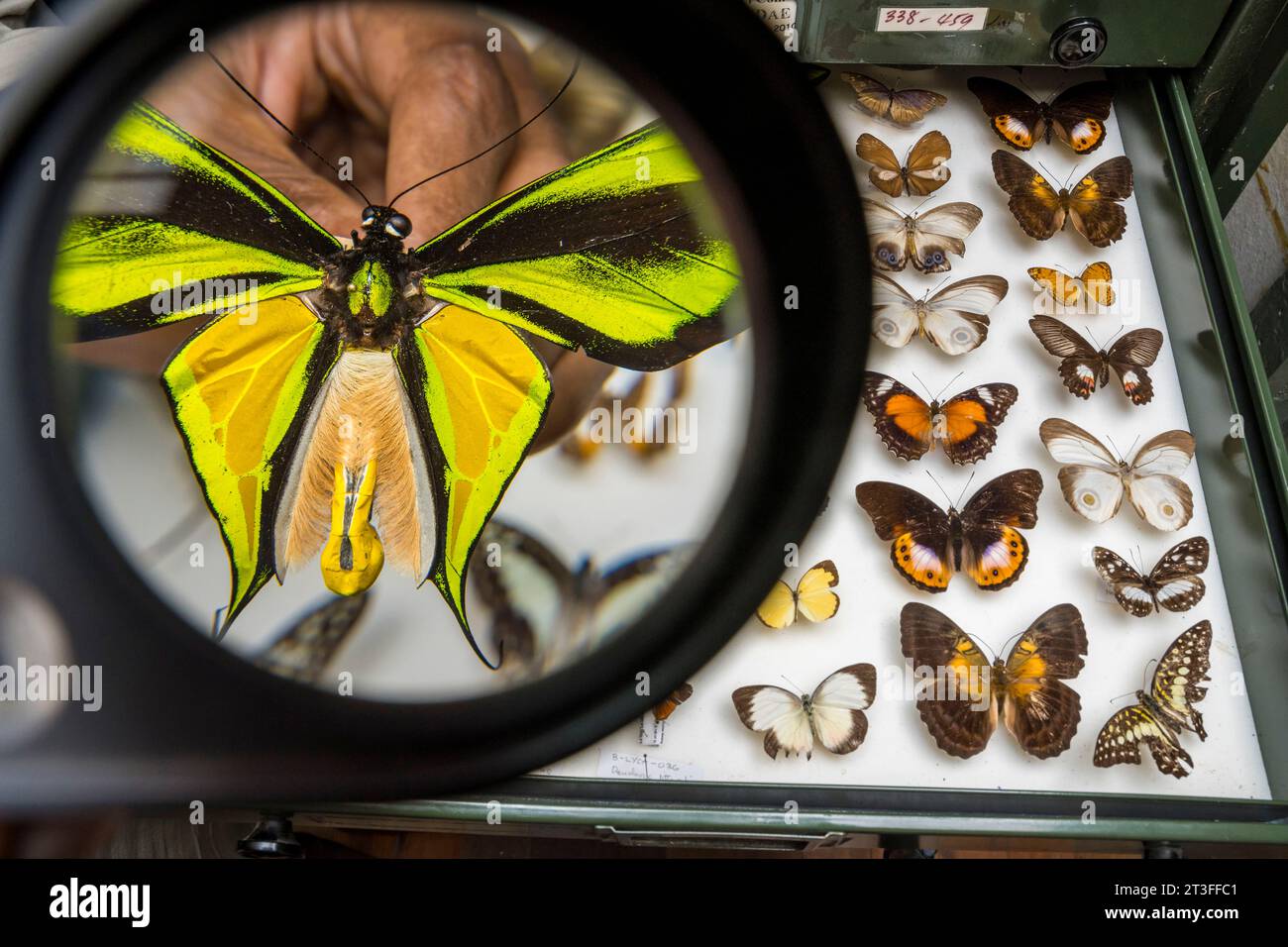 Papua New Guinea, Madang Province, Madang City, Insect Research Center ...