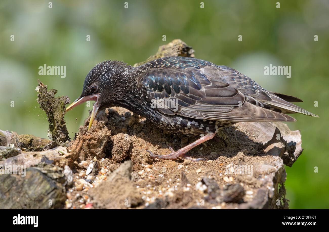 Common Starling (Sturnus vulgaris) looking for food on old tree stump with help of his strong beak Stock Photo