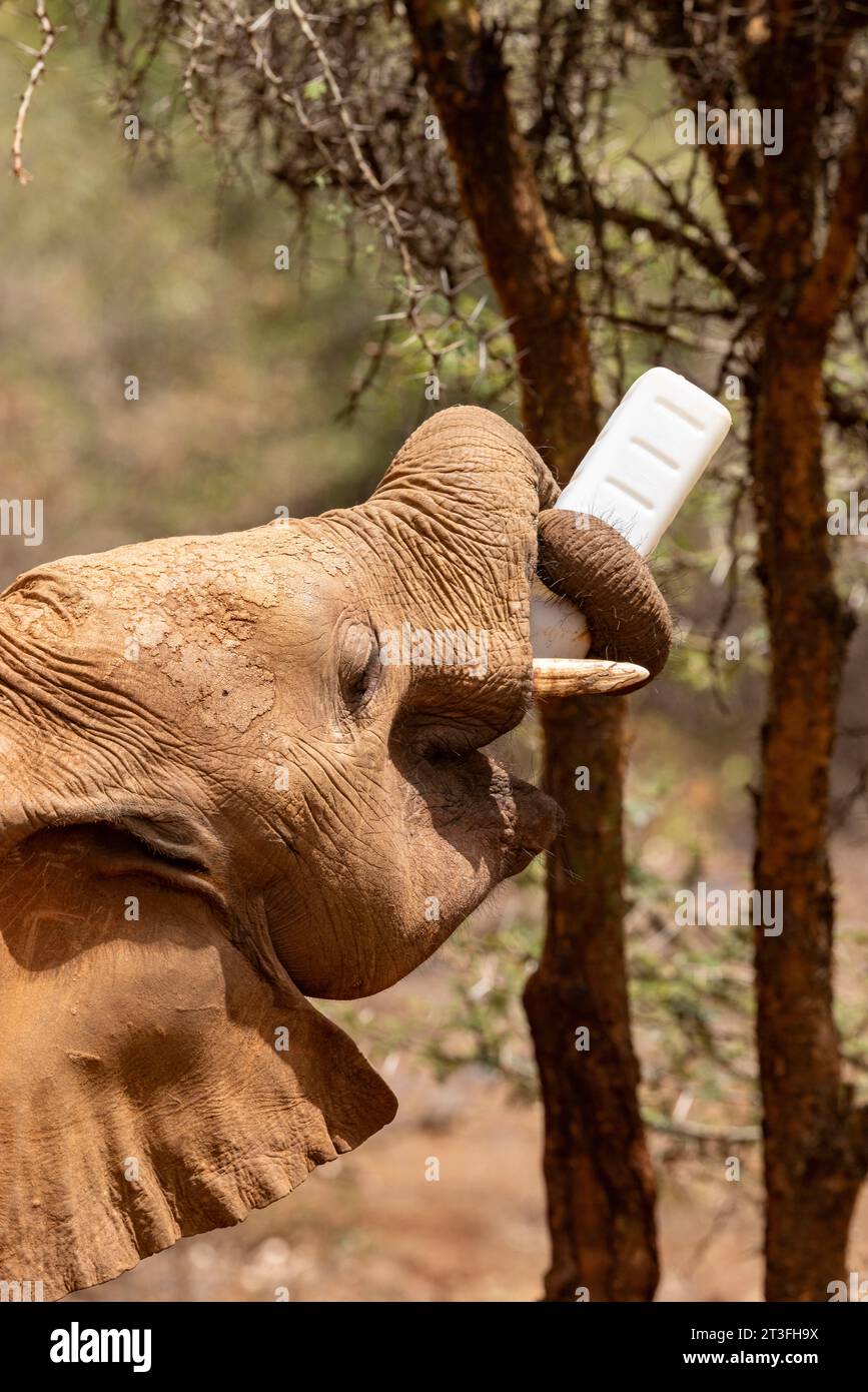 Kenya, Nairobi national park, Sheldrick orphanage, elephant (Loxodonta africana), young one fed by his keeper Stock Photo