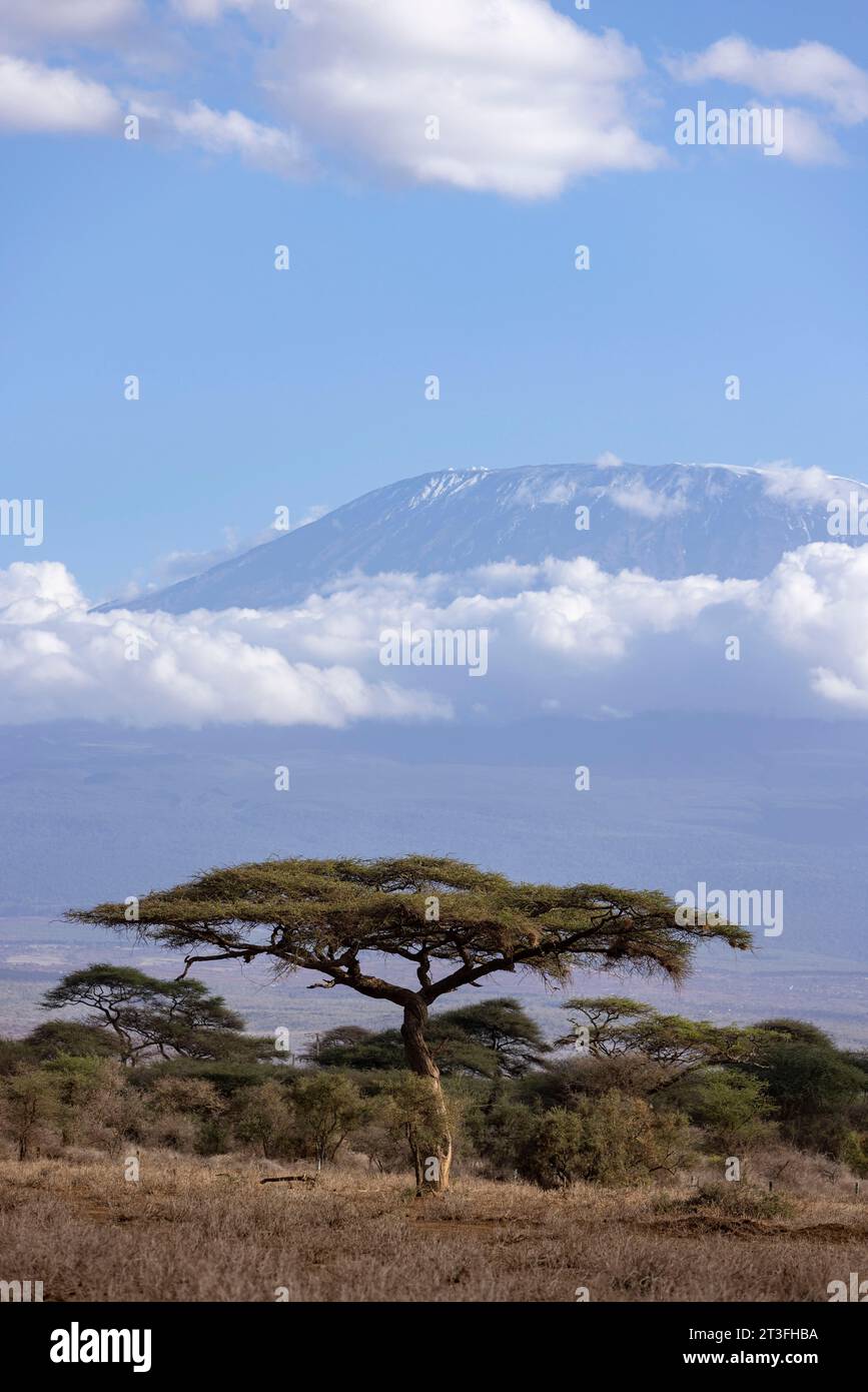 Kenya, Amboseli national park, at dawn, Mount Kilimandjaro and acacia tree Stock Photo