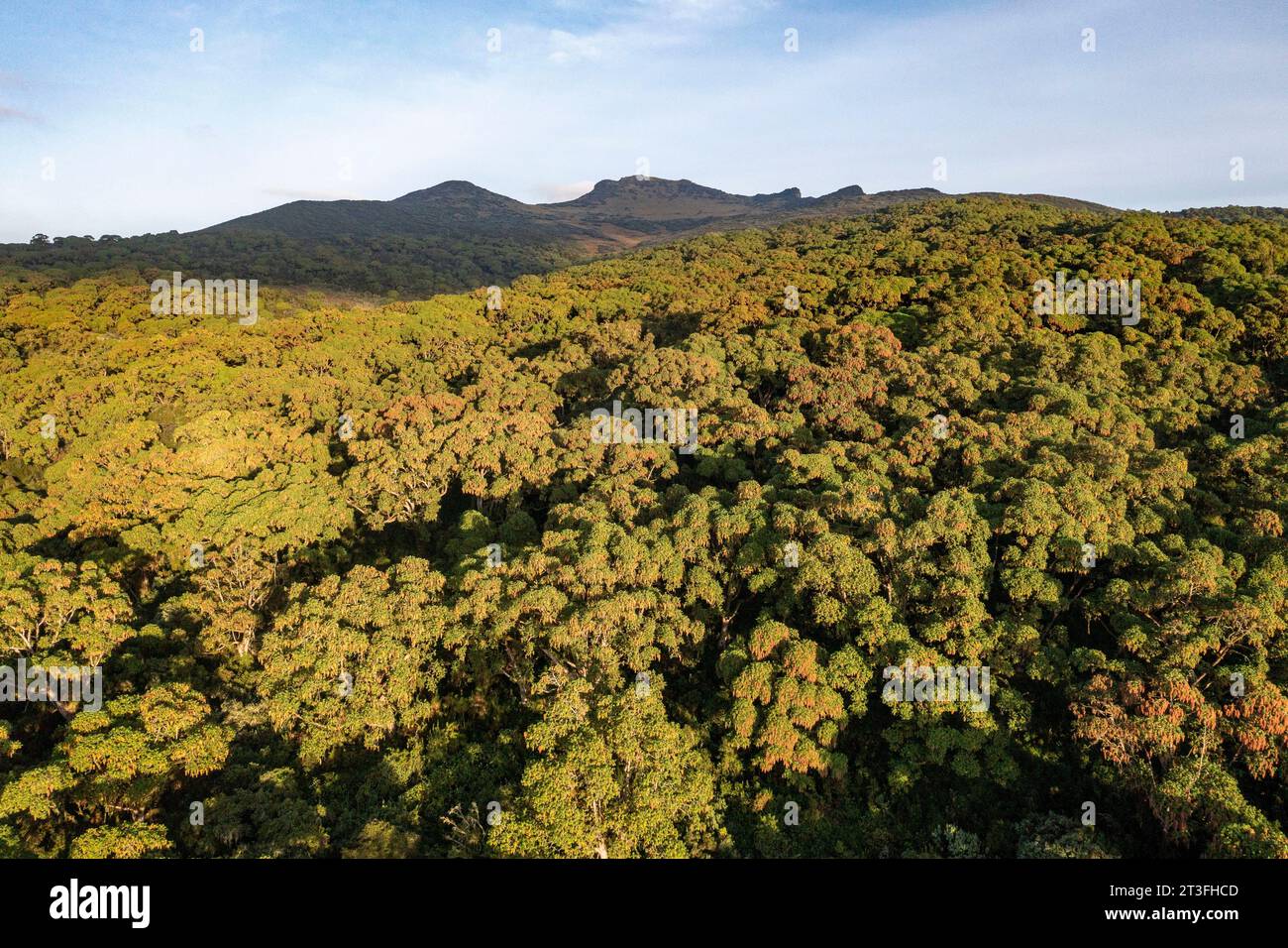 Kenya, Aberdare national park, Hagenia abyssinica forest (aerial view) Stock Photo
