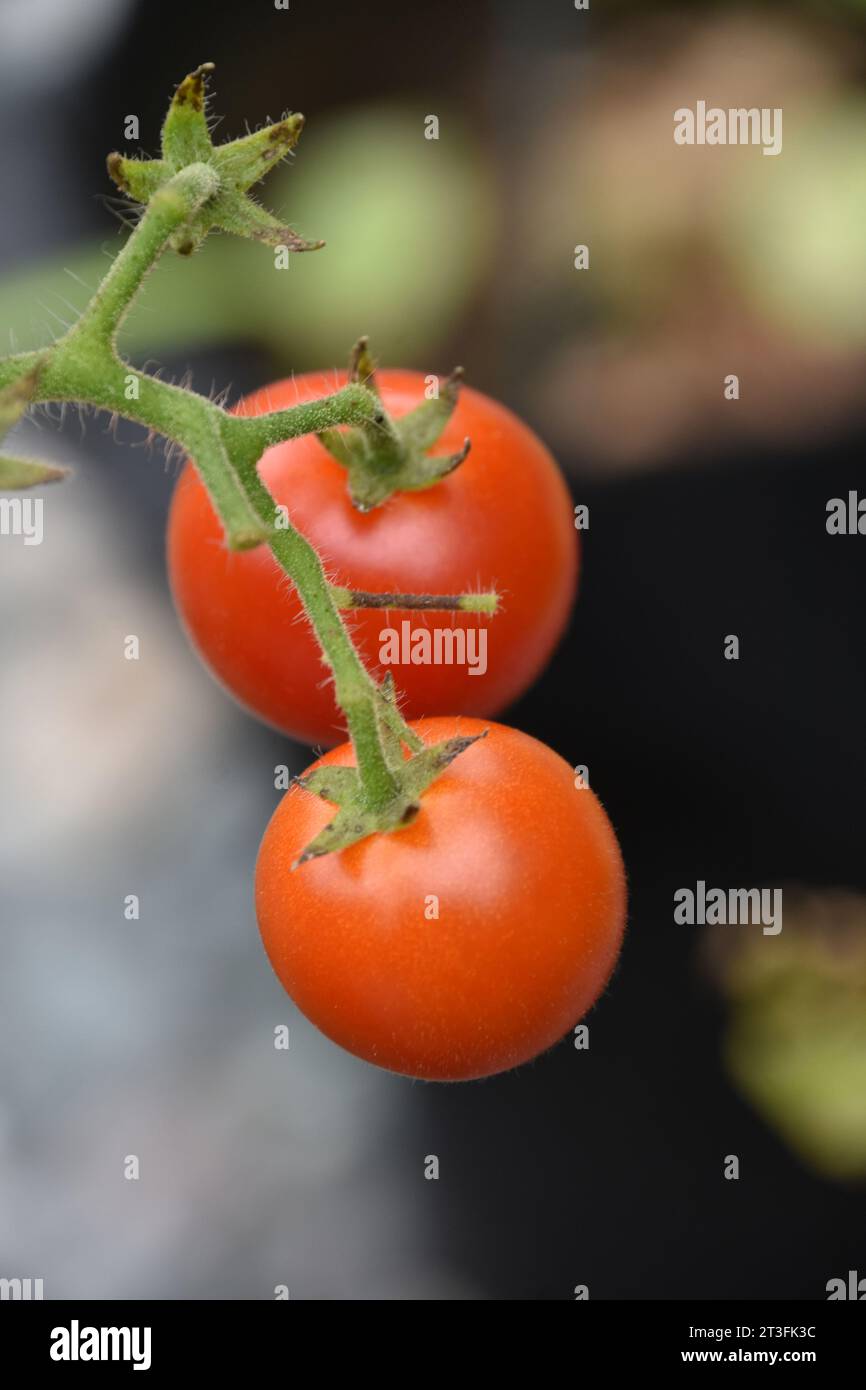 Tomato plant with two tomatos ripening on the vine Stock Photo - Alamy