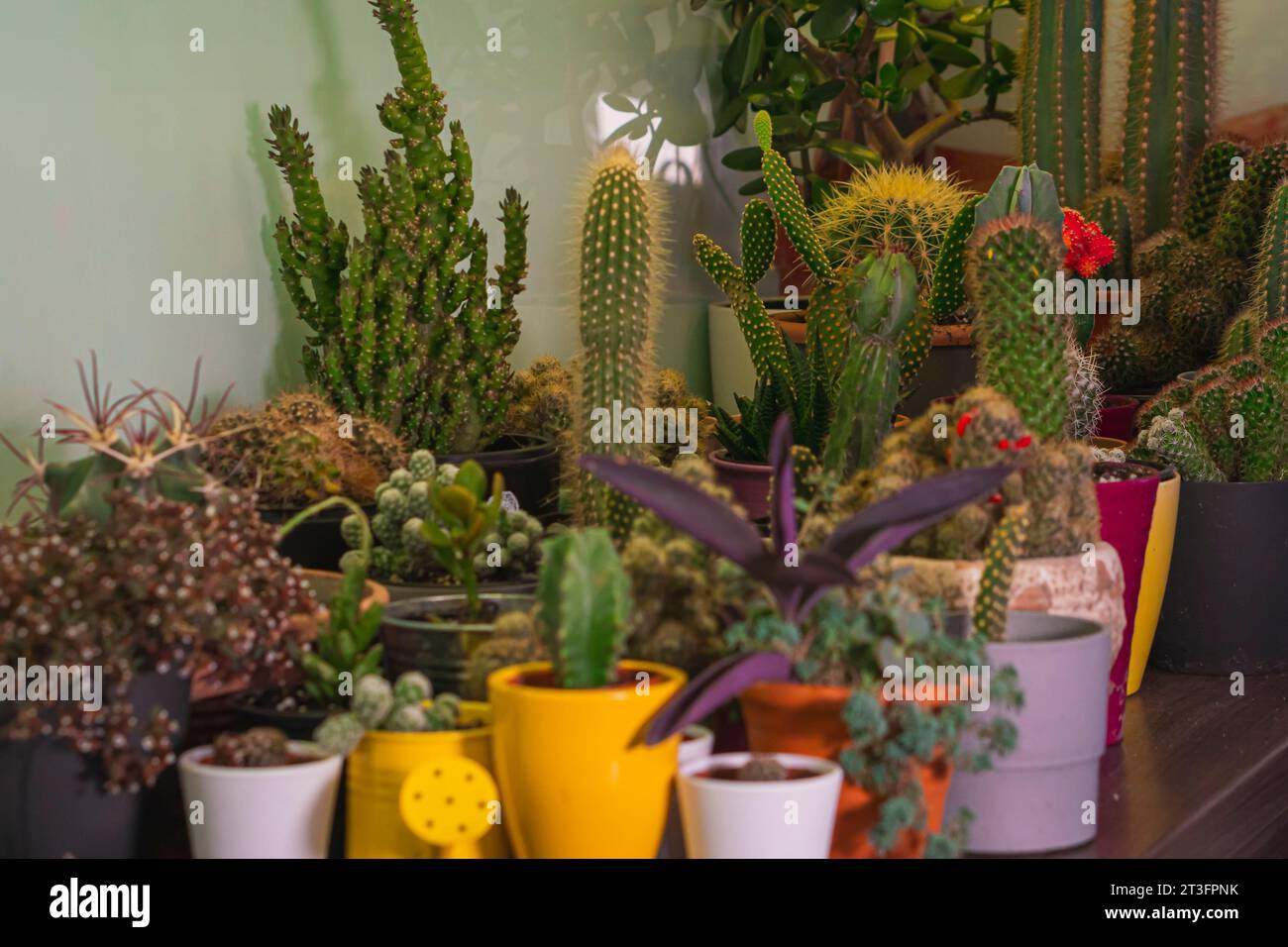 Various Potted Cacti and Succulents - Botanic Garden Oasis Stock Photo