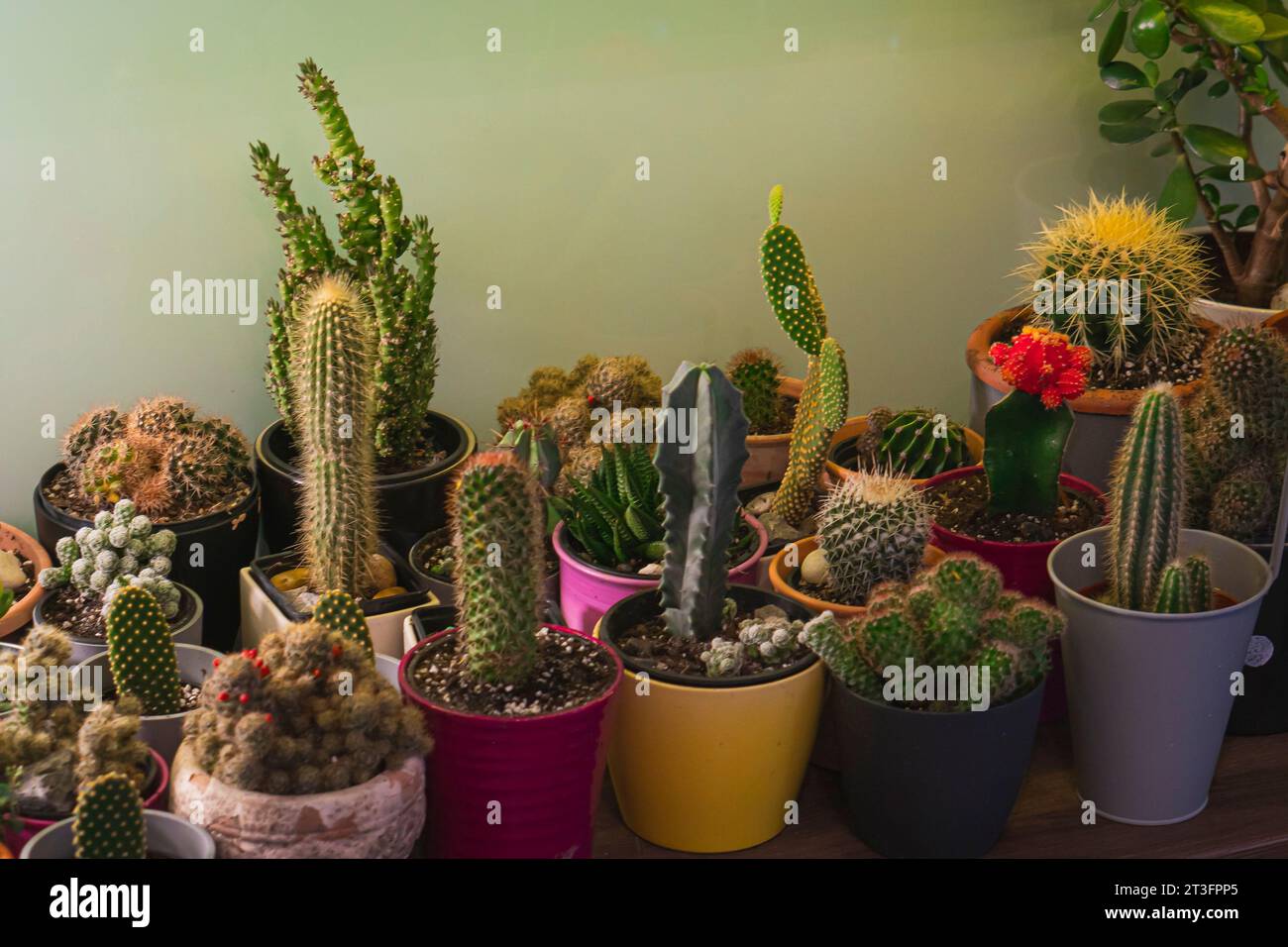 Various Potted Cacti and Succulents - Botanic Garden Oasis Stock Photo