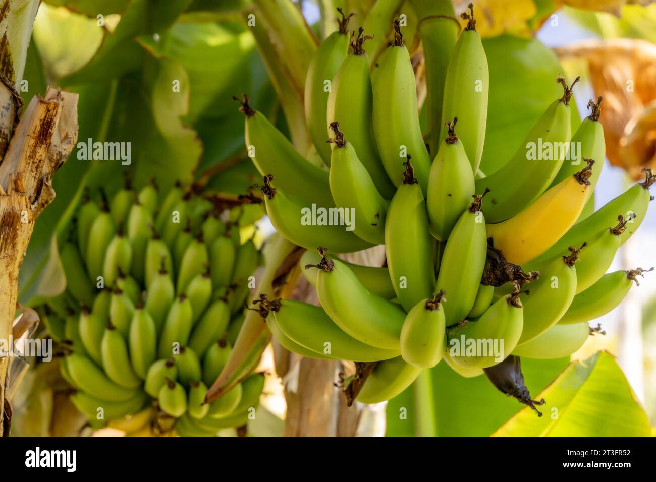 Dwarf Cavendish bananas from the Canary Islands banana leaves banana