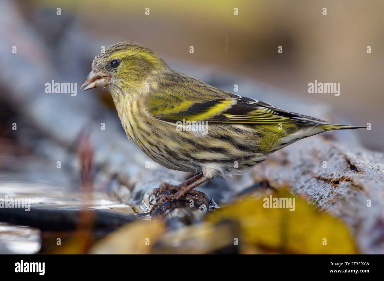 Adult female Eurasian Siskin (Spinus spinus) looking curiously sitting on twigs in wet damp place near water pond Stock Photo