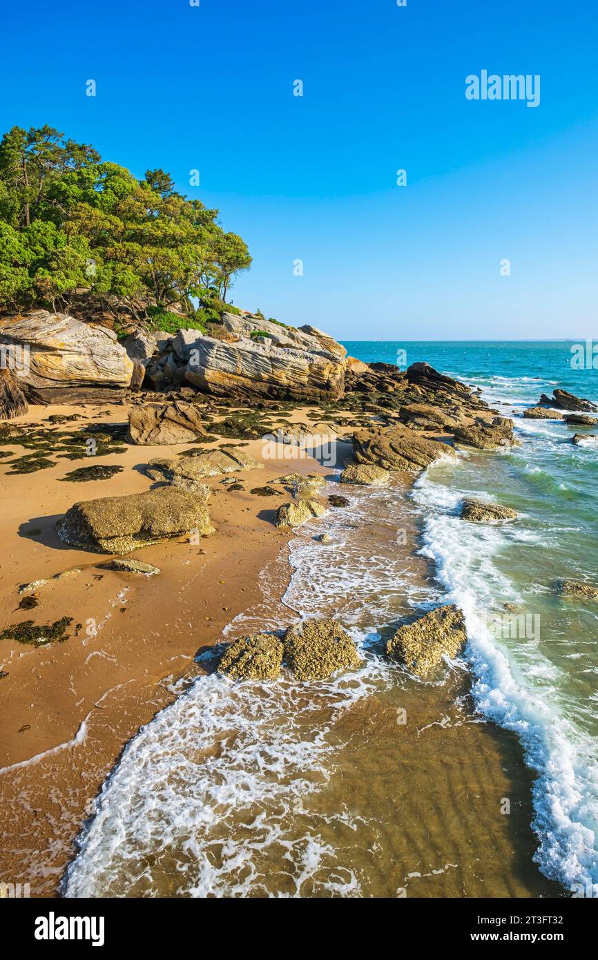France, Vendee, Noirmoutier island, Noirmoutier en l'Ile, Bois de la ...
